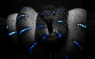 Blue black snake head turned 7 - tongue free wallpaper for desktop