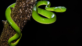 Green snake cobra branch macro - its tongue free wallpaper