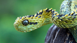 Snake closeup treebranch blurry background - free nature wallpaper