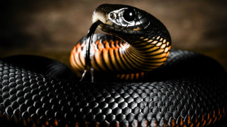 Snake black orange stripe head - a brown stripe free wallpaper