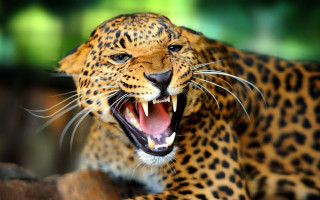 Leopard mouth open teeth bared 2 - mouth wide open free wallpaper