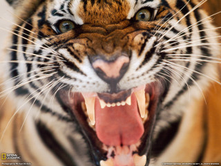 Tiger mouth open teeth showing 2 - its mouth open free wallpaper