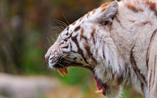 White tiger mouth open showing - tooth and teeth free wallpaper