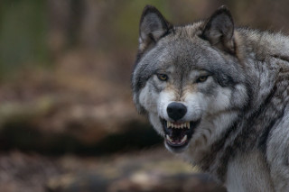 Wolf mouth open teeth wide 2 - tooth wide free wallpaper