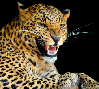 Leopard mouth open teeth wide 2 - free animals wallpaper for tablet