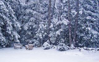 Snowy forest benches trees snowflakes - a snowy forest free wallpaper