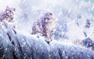 Snow leopards snowy mountain fantasy - matte painting free wallpaper