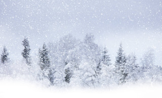 Snowy scene trees sky snow - tree and a sky background free wallpaper