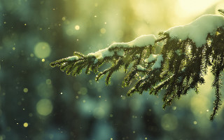Tree branch snow sunlight flakes - artur tarnowski free wallpaper