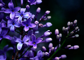 Purple flower butterfly macro depth - the background and a blurry background behind them free wallpaper
