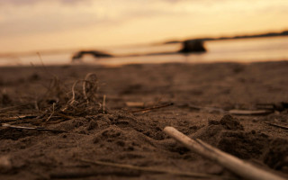 Beach sand water bird flying - andor basch free wallpaper for desktop