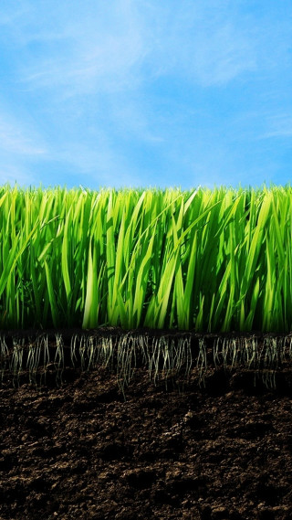 Green grass field blue sky - green grass free wallpaper for mobile
