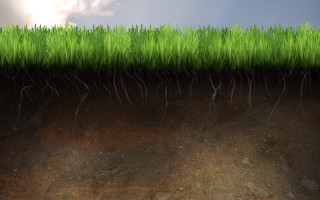 Grass field soil layer roots - sense of depth free wallpaper