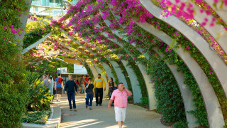 Woman walking flower covered walkway - a walkway free wallpaper