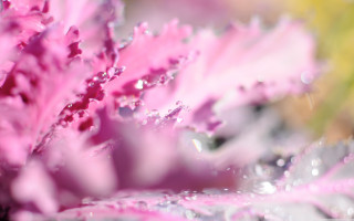 Pink flower water droplets macro 5 - petal free wallpaper