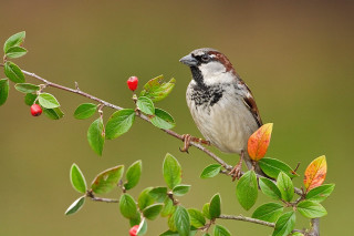 Bird sitting branch leaves berries - leaf and berries free wallpaper