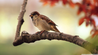 Bird branch tree red leaves - the background and a blurry background free wallpaper