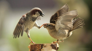 Birds fighting wood beaks open 2 - their beak free wallpaper for desktop