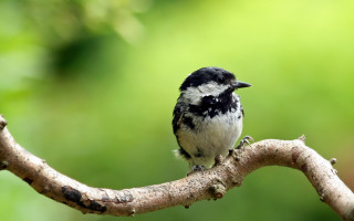 Small bird perched branch forest 2 - a blurry background of leaves free wallpaper for desktop