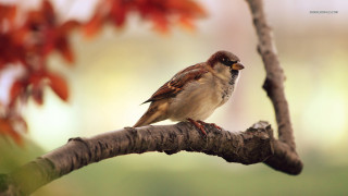 Bird branch tree red leaves 2 - the background and a blurry background free wallpaper