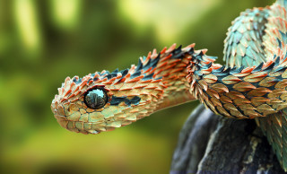 Snake closeup blurry background head 2 - head and neck free wallpaper
