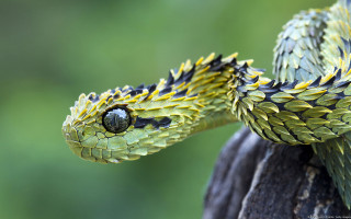 Snake cobra branch hyperrealistic detailed - a hyperrealistic painting free wallpaper for desktop