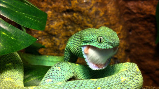 Green snake mouth open tongue 7 - a green snake free wallpaper