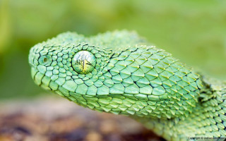 Green snake round hole head - free nature wallpaper