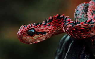 Red black snake head turned - its tongue free wallpaper