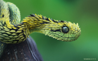 Green snake cobra 3d render - ultra realistic digital art free wallpaper