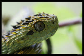 Green snake branch leaves blurry 2 - the background and a blurry background free wallpaper
