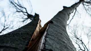 Tall tree bare branches clear 2 - branch and a sky background free wallpaper