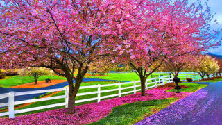 Road white fence pink flowers - free spring wallpaper for desktop