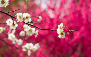 Branch white flowers pink leaves - white flower free wallpaper