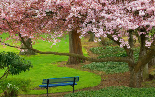 Blue bench pink flowers tree - a park area free wallpaper for desktop
