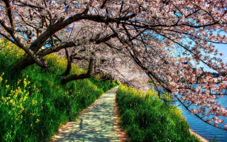 Flowered path with water and - flower and trees free wallpaper