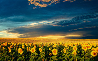 Sunflowers field cloudy sunset sunbeam - a sunbeam in the foreground free wallpaper