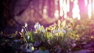 Flowers grass leaves sunshine anamorphic - a group of flowers free wallpaper