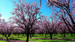 Field trees pink flowers blue - free spring wallpaper
