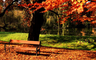 Bench tree lake autumn leaves - red leaf free wallpaper