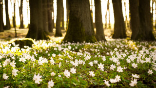 White flowers forest trees grass - forest free wallpaper for desktop