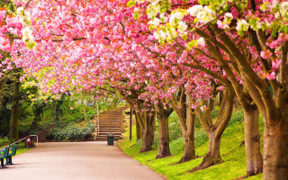 Park bench trees pink flowers 2 - free spring wallpaper