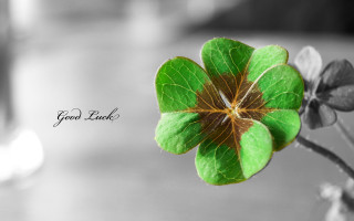 Four leaf clover good luck - fine foliage lace free wallpaper for desktop
