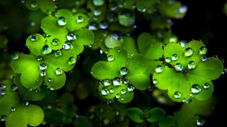 Water droplets plant leaves close 2 - drop of water free wallpaper