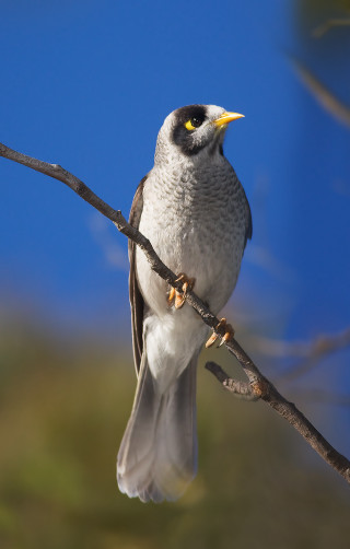 Bird perched branch blue sky - free bird wallpaper for mobile