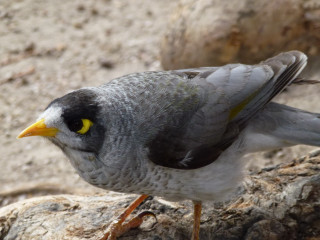 Bird yellow eyes rock dirt - female free wallpaper