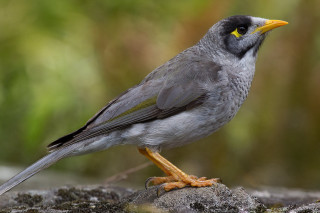 Bird yellow beak rock woods - an illustration of free wallpaper for desktop