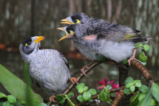 Two birds sitting branch beaks - beak free wallpaper for desktop