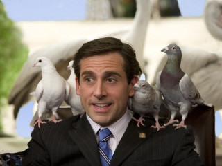 Man suit tie pigeons shoulders - alan pollack free wallpaper