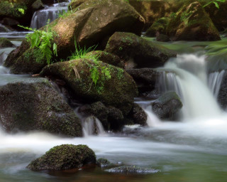 Stream water rocks forest green - a forest area free wallpaper for desktop
